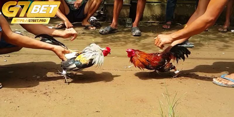 Vài nét về chợ tốt gà đá An Giang 