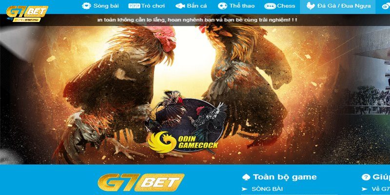 Cách xem đá gà trực tuyến G7BET